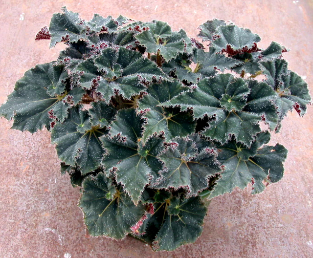 B. ‘Paladin’